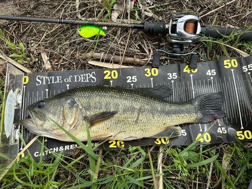 ブラックバスの釣果