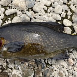 スモールマウスバス