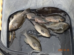 グレの釣果