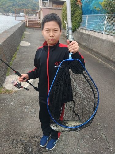 ボラの釣果