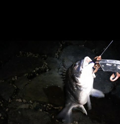 キビレの釣果