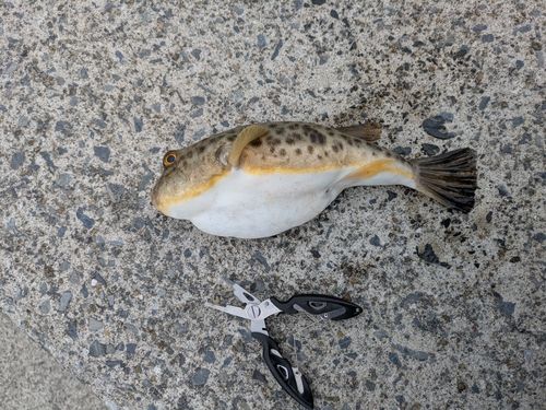 フグの釣果