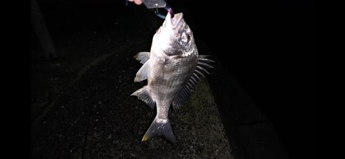 キビレの釣果