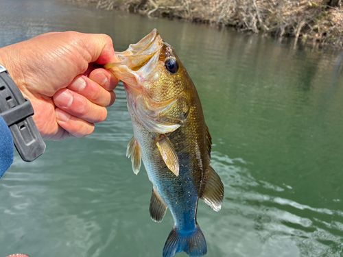 ラージマウスバス