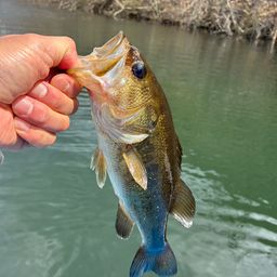 ラージマウスバス