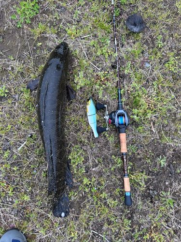 ライギョの釣果