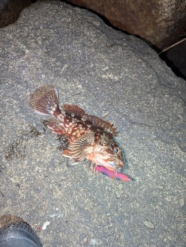カサゴの釣果