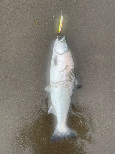 サクラマスの釣果