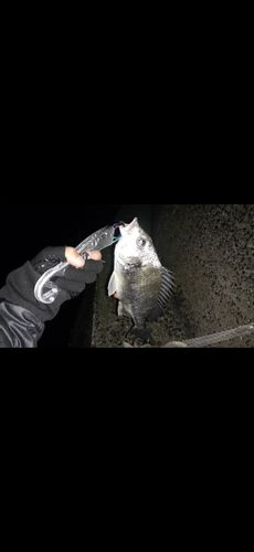 キビレの釣果