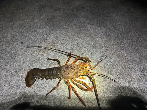 イセエビの釣果