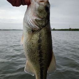 ラージマウスバス