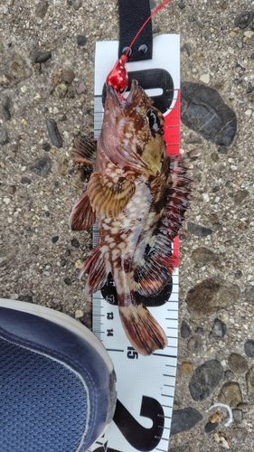 カサゴの釣果