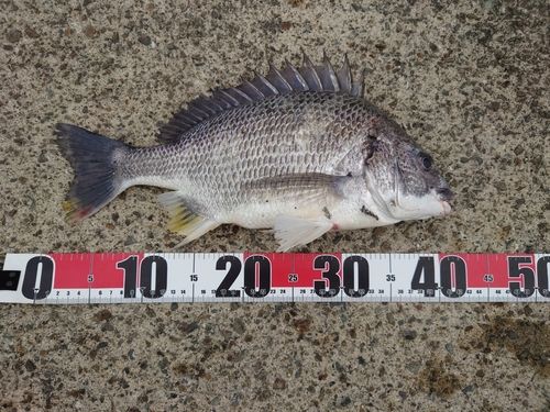 チヌの釣果