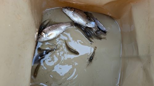 タナゴの釣果