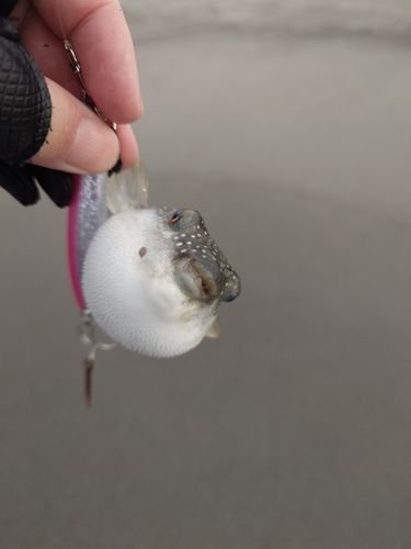 フグの釣果