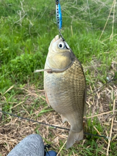 ヘラブナの釣果