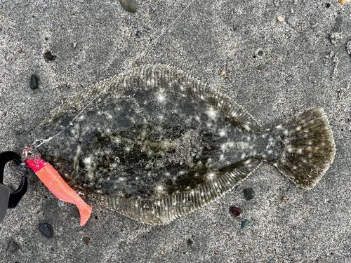 ソゲの釣果