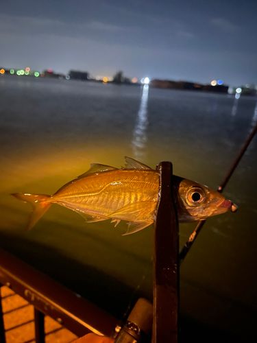 マアジの釣果