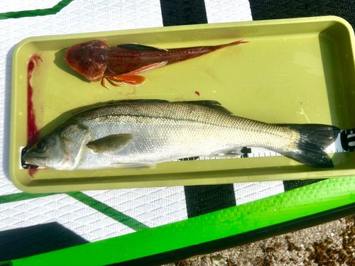 シーバスの釣果