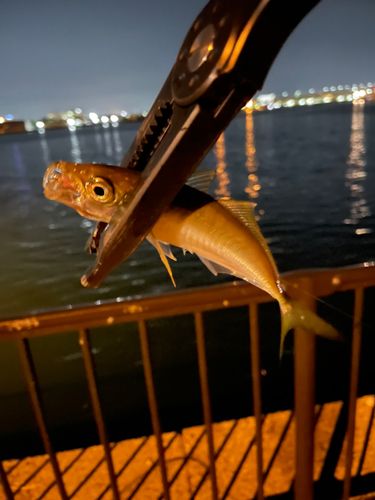 マアジの釣果