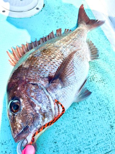 マダイの釣果