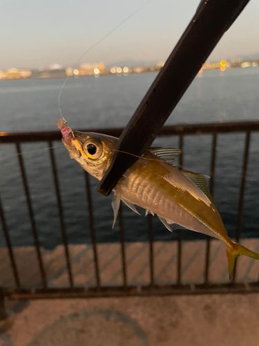 マアジの釣果
