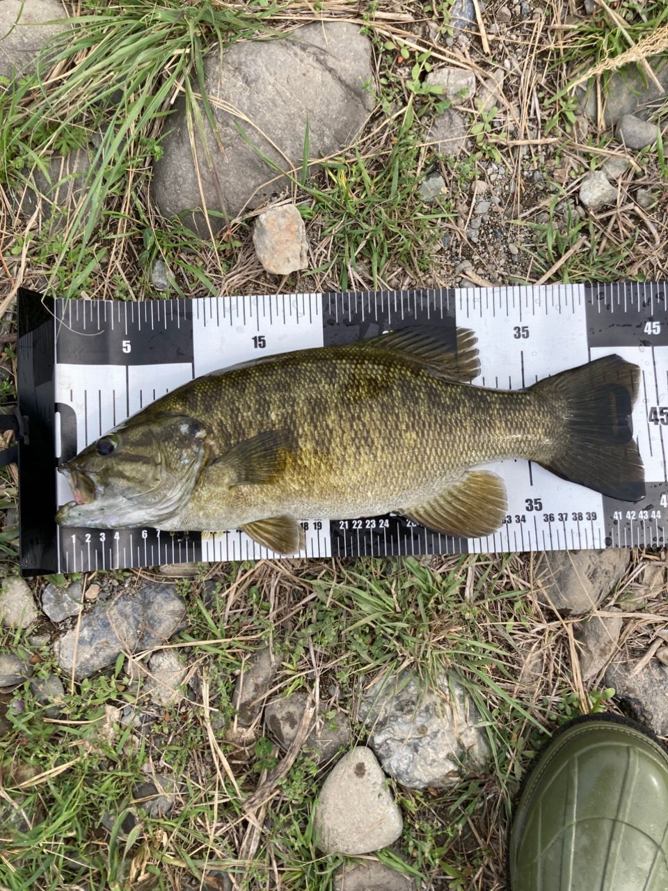 スモールマウスバス