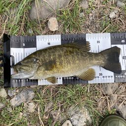 スモールマウスバス