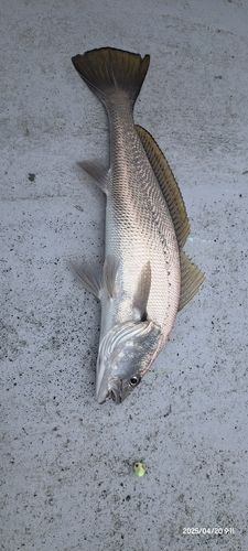 釣果