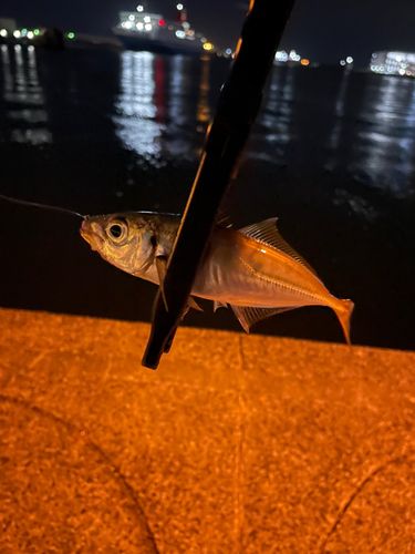 マアジの釣果