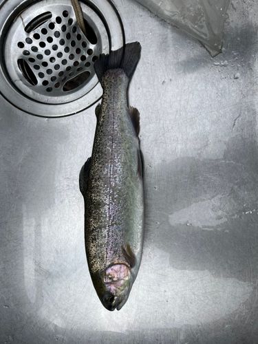 ニジマスの釣果