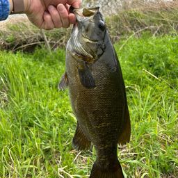 スモールマウスバス