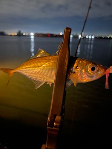 マアジの釣果