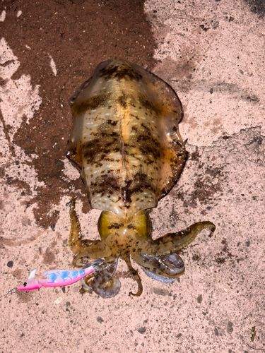 アオリイカの釣果