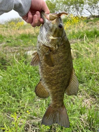 スモールマウスバス