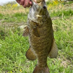 スモールマウスバス