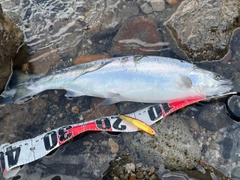 サクラマスの釣果