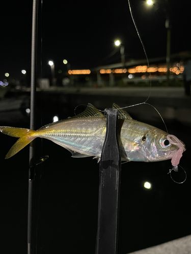 マアジの釣果