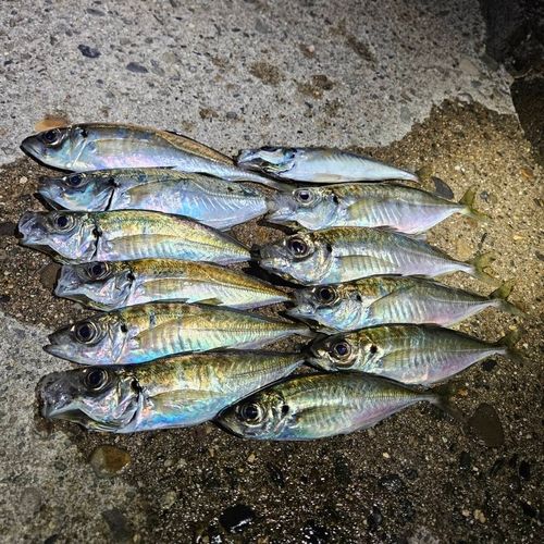 アジの釣果