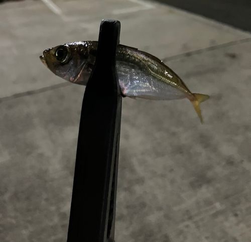 マアジの釣果