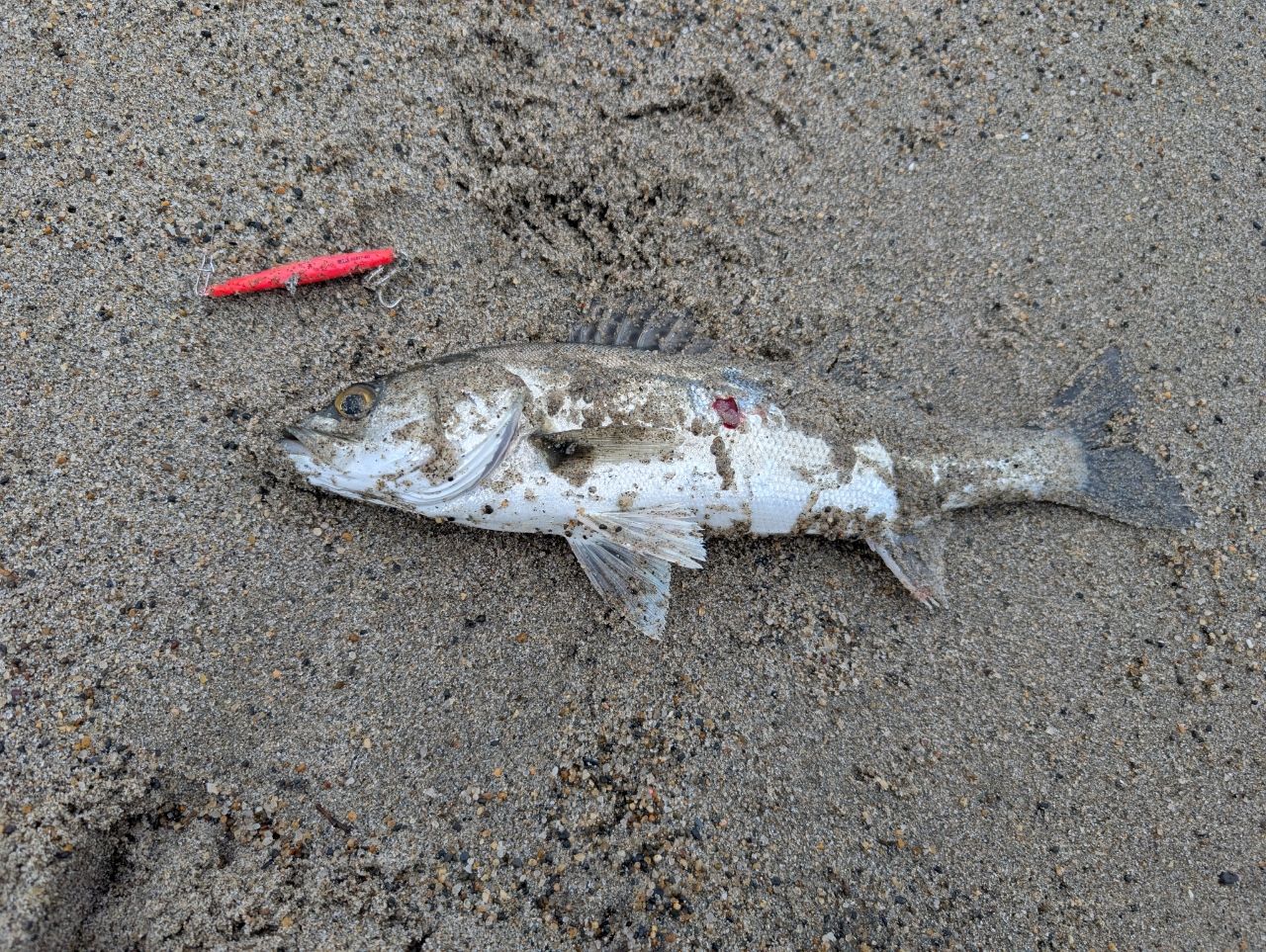 セイゴ（マルスズキ）