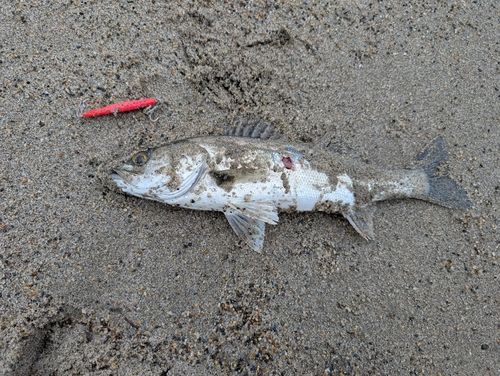 セイゴ（マルスズキ）の釣果