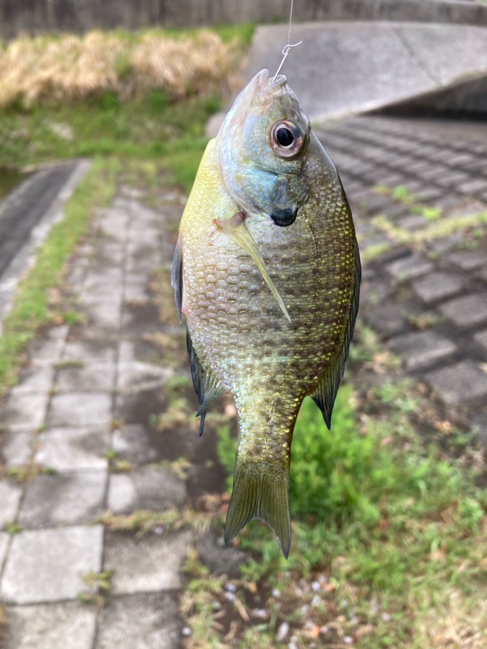 ブルーギル