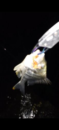キビレの釣果