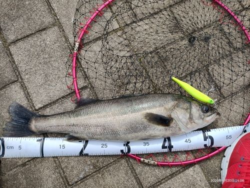マルスズキの釣果