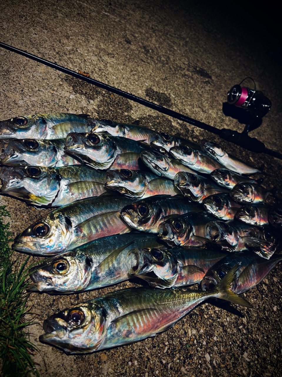 DAIWA 22イグジスト LT2000S-Hの最安値・インプレ・釣果 | 本音