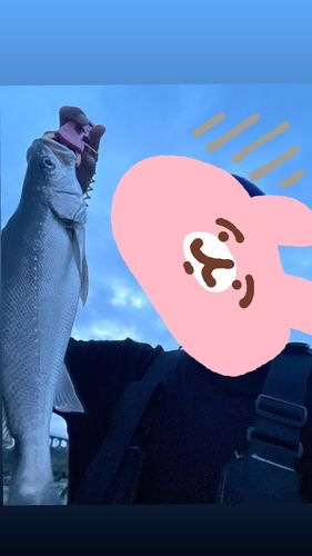 ニベの釣果