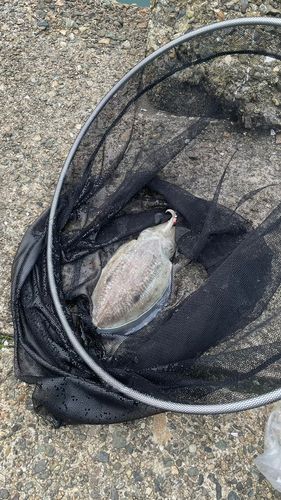 モンゴウイカの釣果