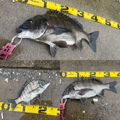 チヌの釣果