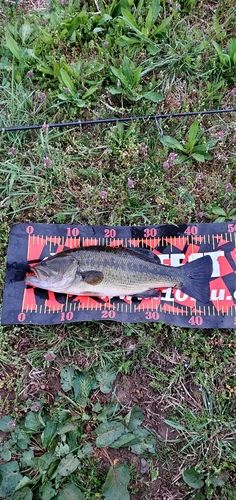 ブラックバスの釣果